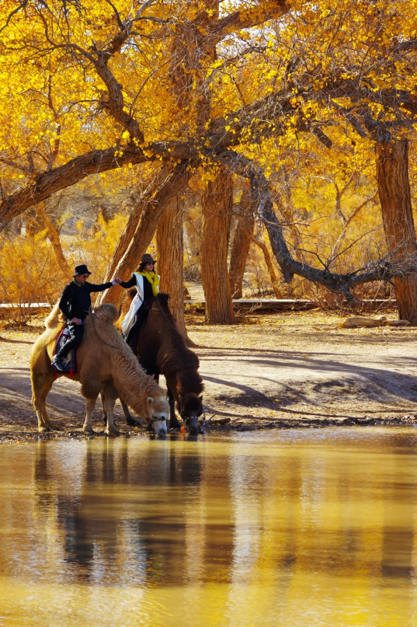 毫無懸念!今年最美的國內秋天,果然還是額濟納 毫無懸念!今年最美的國內秋天,果然還是額濟納