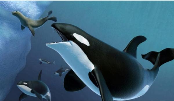 這頭虎鯨成了“萬人迷”，人們不惜罰款10萬，也要去海里和它玩耍