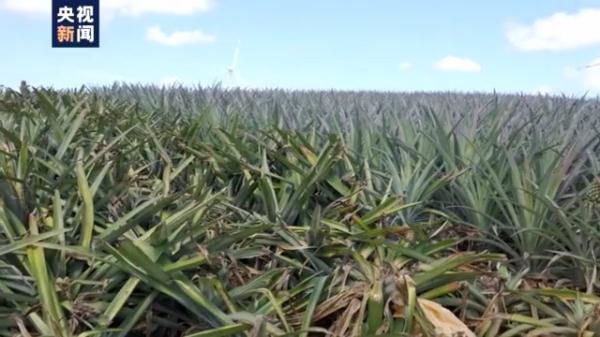 愛吃菠蘿的你不要錯過！打卡中國大陸最南端：“大陸之角”有片“菠蘿的海”
