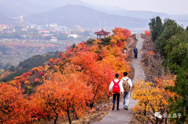 氣溫驟降,昌平這6個賞紅葉地即將登場,提前收藏 氣溫驟降,昌平這6個賞紅葉地即將登場,提前收藏