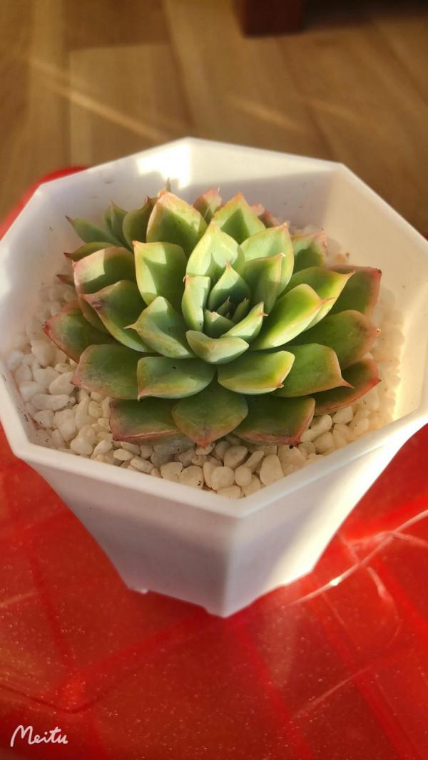 肉肉小白的苦惱