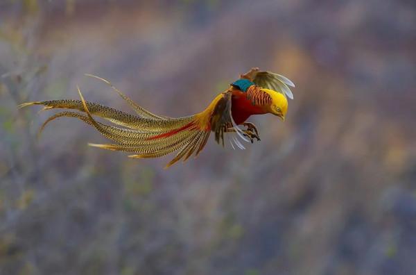 分享圖片：比鳳凰還美麗的鳥三十多款