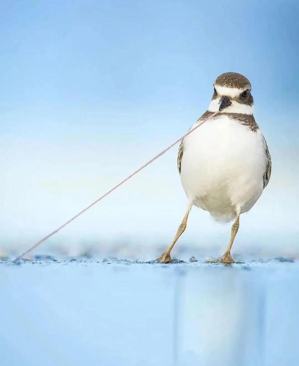 分享——最珍貴罕見的鳥