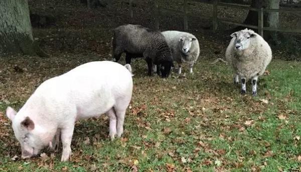 為了自由，勇敢小豬從高速行駛卡車上一躍而跳，被救後改變了主人