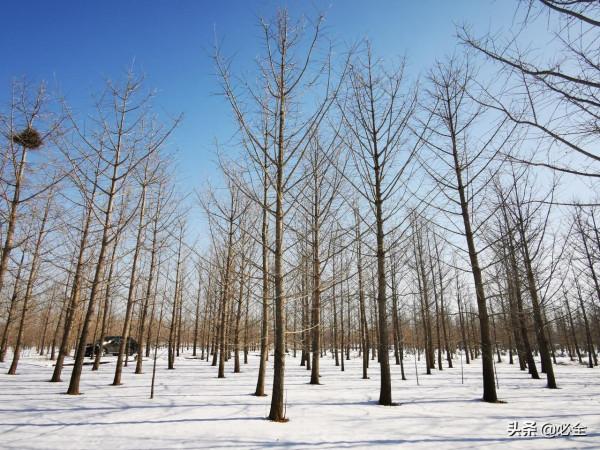 植物防凍劑怎麼用?真能防凍嗎? 植物防凍劑怎麼用?真能防凍嗎?