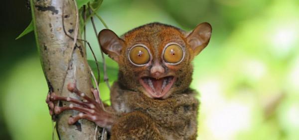 傳說中的“小鬼”，最小靈長類可以180度扭頭，卻被人類當零食