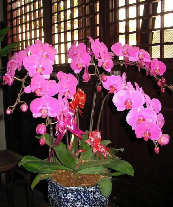 漂亮的蝴蝶蘭大全，顏色各異、姿態萬千