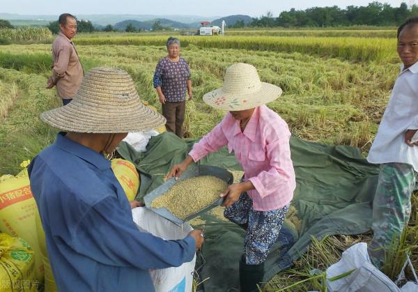 中秋回鄉感悟：農民種地馬虎，田裡雜草不管，外出打工一年不回家