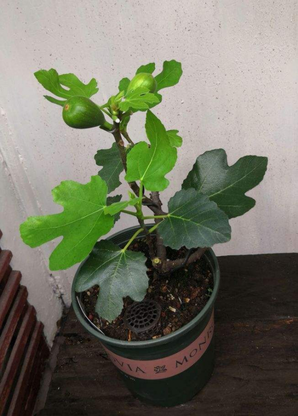 7種最適合陽臺養殖的水果,成活率高,果香飄滿屋 7種最適合陽臺養殖的水果,成活率高,果香飄滿屋