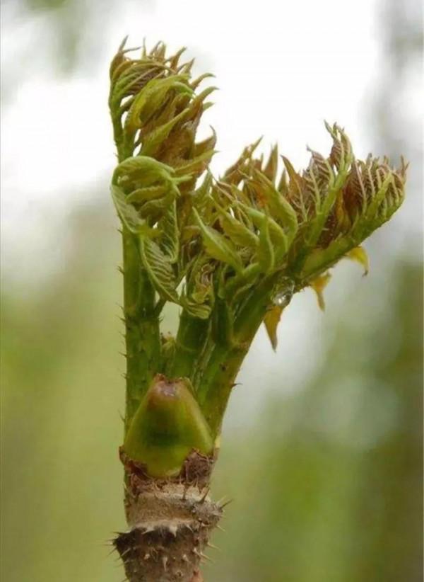 來自東北大山裡的奇珍異寶，你見過吃過幾種，都吃過的是純東北人