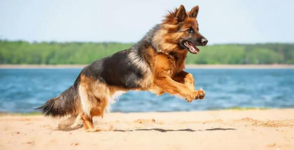 世界上最兇猛的十種狗