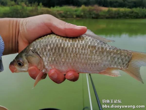 山塘戲馬口,驚喜真的有 山塘戲馬口,驚喜真的有