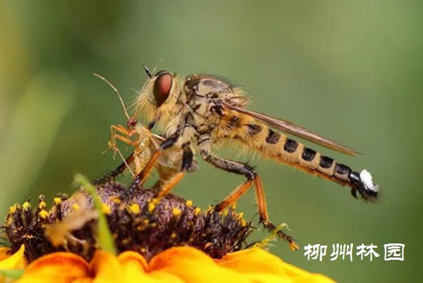 「城市廣場」霸道的空中掠食者&mdash;&mdash;食蟲虻