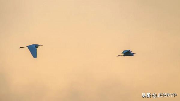 深秋白鷺飛 鄉村生態美 深秋白鷺飛 鄉村生態美