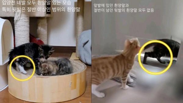 韓國有名感性女演員L某涉嫌遺棄寵物貓，“謊言調包，虛假事實”