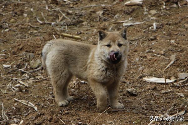 農村小夥養殖致富 農村小夥養殖致富