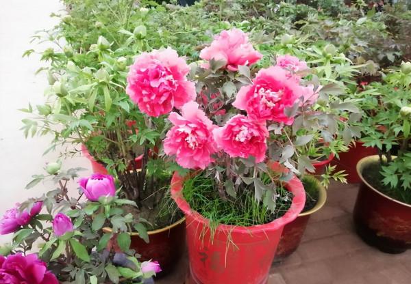 天冷後,9種花要“少水、斷糧”,不然難過冬 天冷後,9種花要“少水、斷糧”,不然難過冬