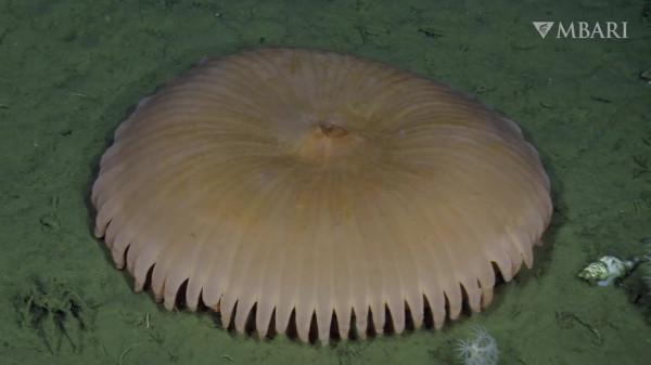 2021年拍攝到的珍稀深海生物 別樣又迷人