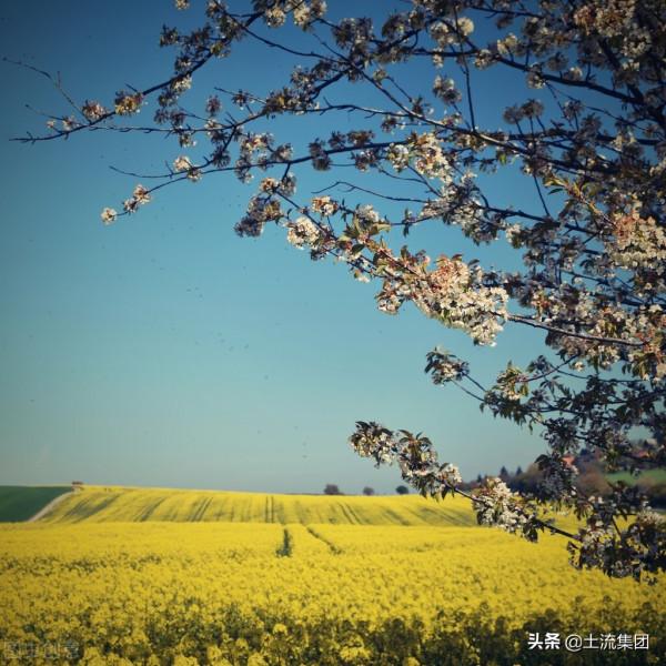 油菜種子什麼品種最好?2021最新高產油菜品種推薦 油菜種子什麼品種最好?2021最新高產油菜品種推薦