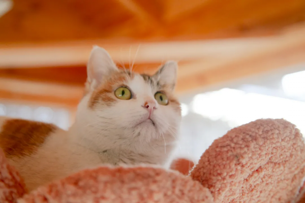 歲末大掃除，小米來監督