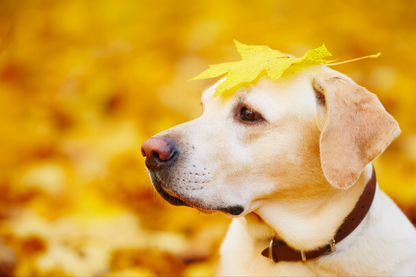 排名前十的大暖狗，快來看看你家狗狗上榜嗎？