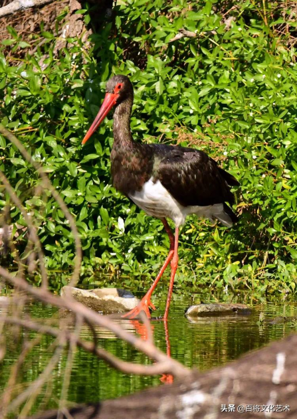 「百將文化」徐永新攝影 | 國家一級保護動物 「百將文化」徐永新攝影 | 國家一級保護動物