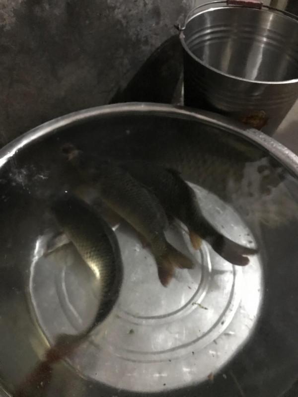 官莊水庫野釣爆護之旅,看看大師如何使用者實踐來證明 官莊水庫野釣爆護之旅,看看大師如何使用者實踐來證明