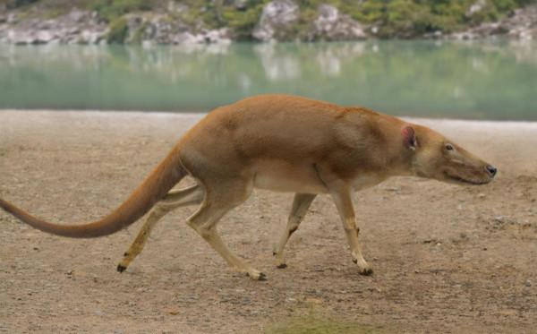 考古重大發現!埃及出土四足“死神鯨”,鯨魚演化有多傳奇? 考古重大發現!埃及出土四足“死神鯨”,鯨魚演化有多傳奇?