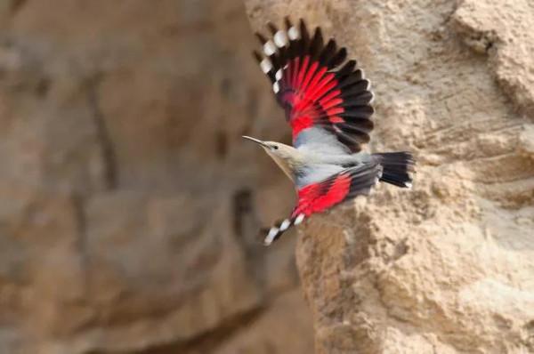 ￼如果要評選世界上誰飛得最漂亮？估計除了這些七彩鳥兒，