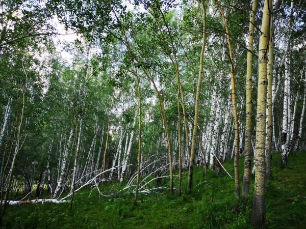 大美新疆（三）：遇見-禾木