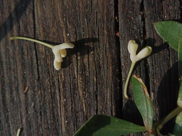 顯擺也許是人的一種本能