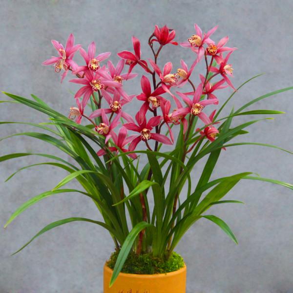 “18種”勤花勤苗的蘭花，價格不貴好養活，香味濃郁開品漂亮