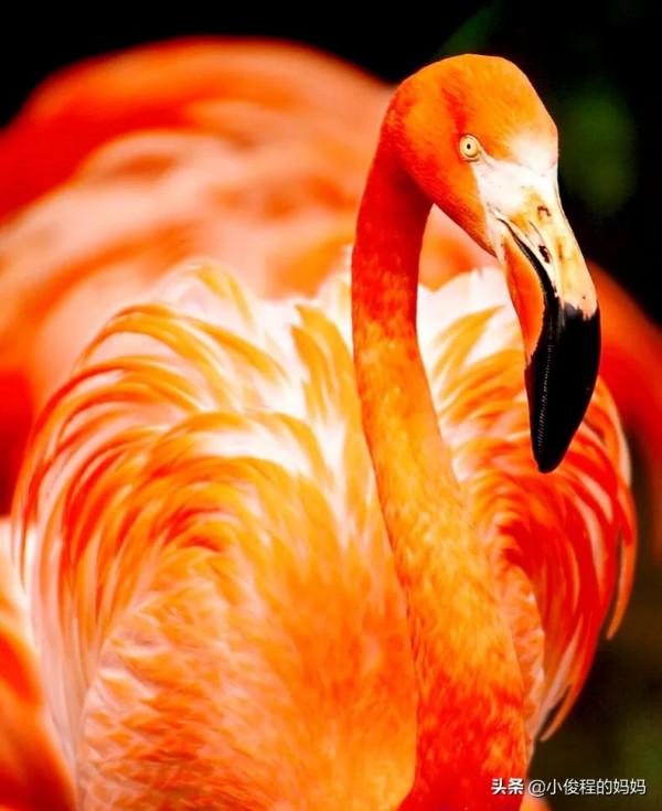 分享——火烈鳥