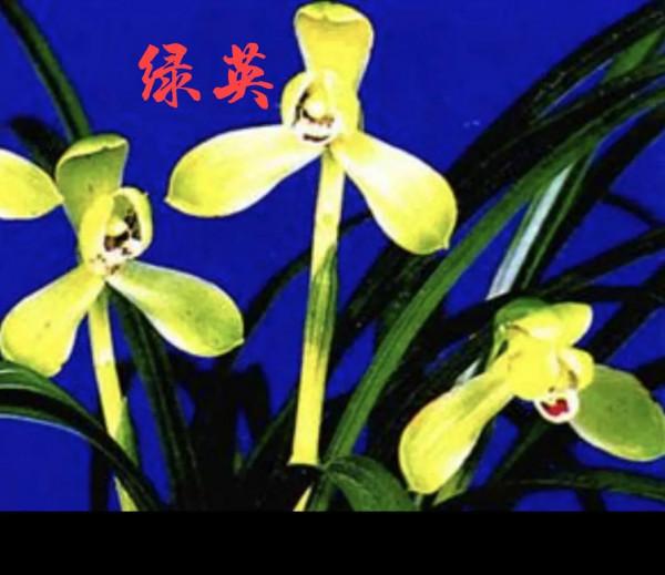 為什麼很多人養花養不活