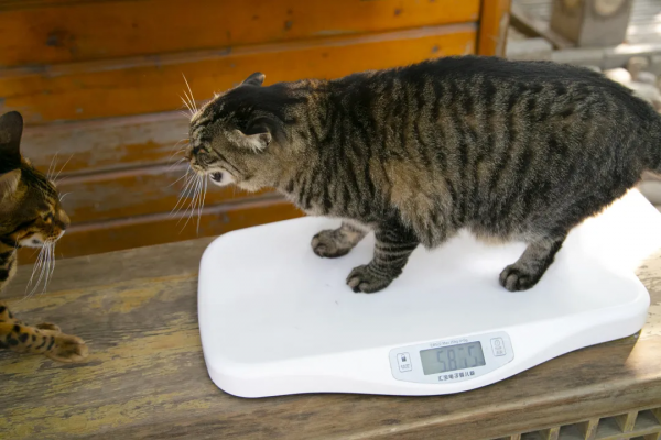 秋膘貼得好不好,體重秤上見分曉 秋膘貼得好不好,體重秤上見分曉