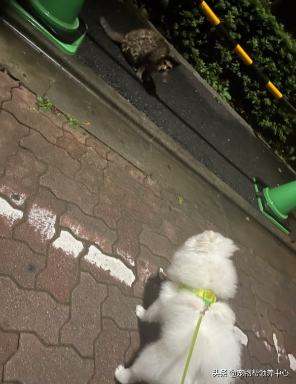 博美“搶劫”現金被發現,竟低頭加速就跑:買罐頭去咯 博美“搶劫”現金被發現,竟低頭加速就跑:買罐頭去咯