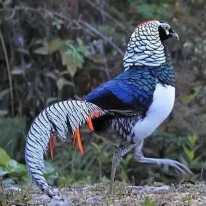 鳥的世界 鳥的天堂