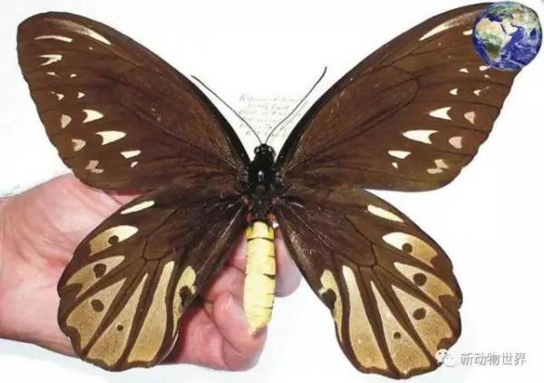 世界最大的蝴蝶