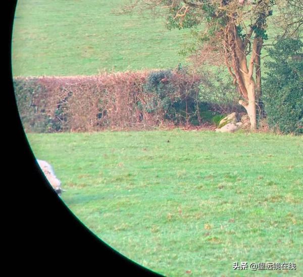 Meopta 米奧特 Meostar B1 7x50 評測