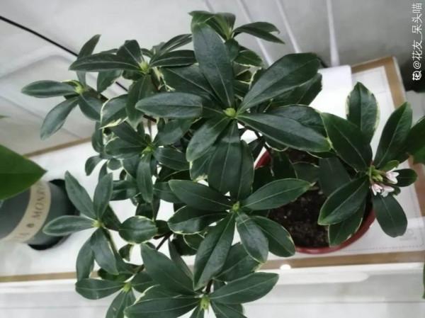 養花一直不開花，給他套個黑塑膠袋，花苞呼呼冒