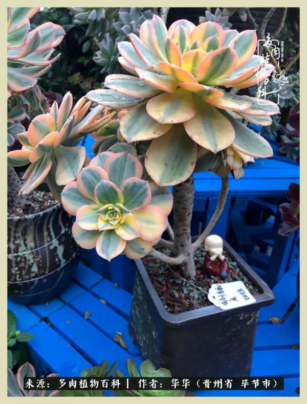 我的造園之夢：鮮花、多肉、錦鯉，這才是樓頂花園該有的樣子