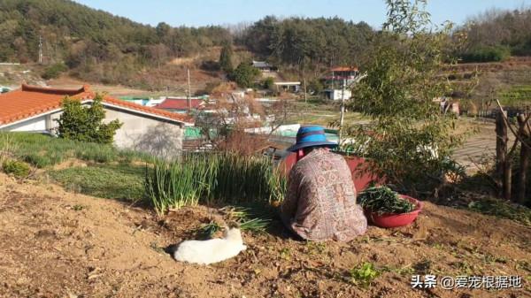 餵了一隻流浪貓，它隔三差五送禮上門，還直接把孩子送給好心人
