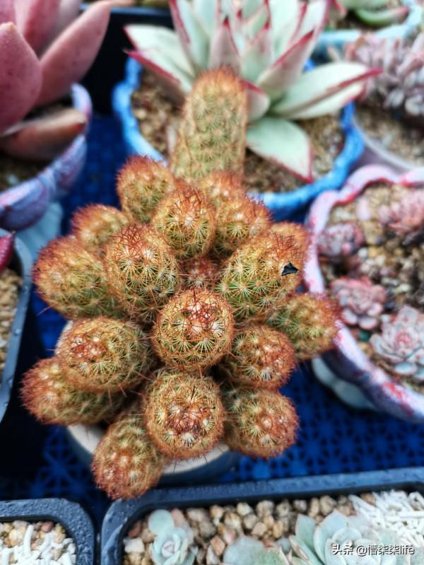 你會在肉肉正流行且價格不菲的時候入手嗎？