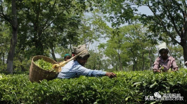 因為一杯奶茶,數千印度女人失去了孩子? 因為一杯奶茶,數千印度女人失去了孩子?