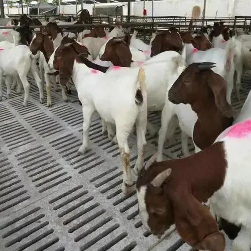 波爾山羊的特點