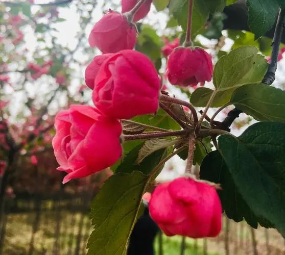 實用分享丨30款大型開花樹種介紹,白似雪、黃似陽、紅似霞,美翻 實用分享丨30款大型開花樹種介紹,白似雪、黃似陽、紅似霞,美翻