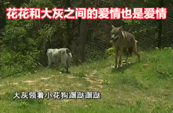 義母花犬哺育狼幼崽，入狼群和大灰談戀愛，動物的愛情也是愛情