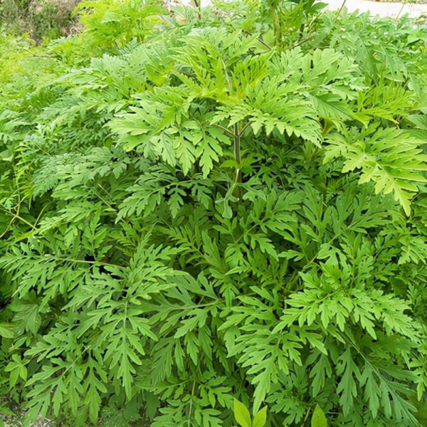 38種路邊的野菜，常常見到但不一定都認識，看你吃過幾種？