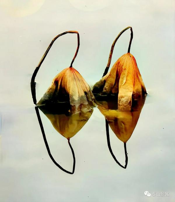 泰山腳下賞殘荷之美