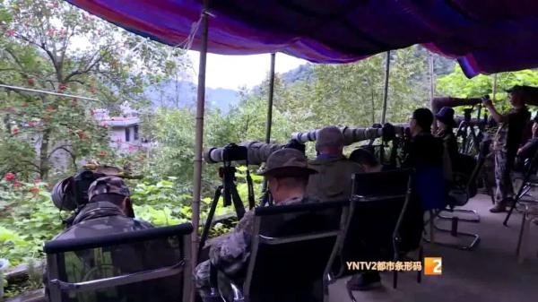 210種鳥類！高黎貢山百鳥谷，各地觀鳥愛好者打卡地，太美了